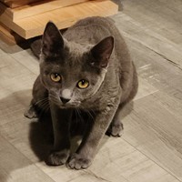 Lost Pet Image