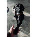 Stella