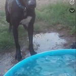 Lukka, American Pit Bull Terrier/American Pit Bull Terrier, lost pet near North Highlands, CA