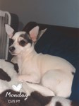 Lilly rose Maranto, Chihuahua, lost pet near Lawrenceville, GA