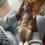 Elton, Domestic Short Hair, lost pet near Ardmore, PA