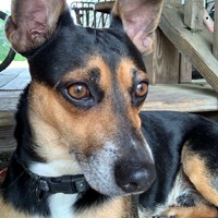 Lost Pet Image