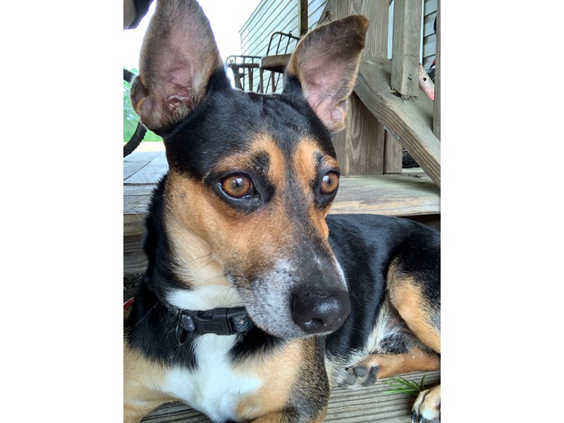 Pet Photo