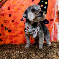 Lost Pet Image