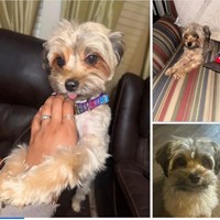 Lost Pet Image