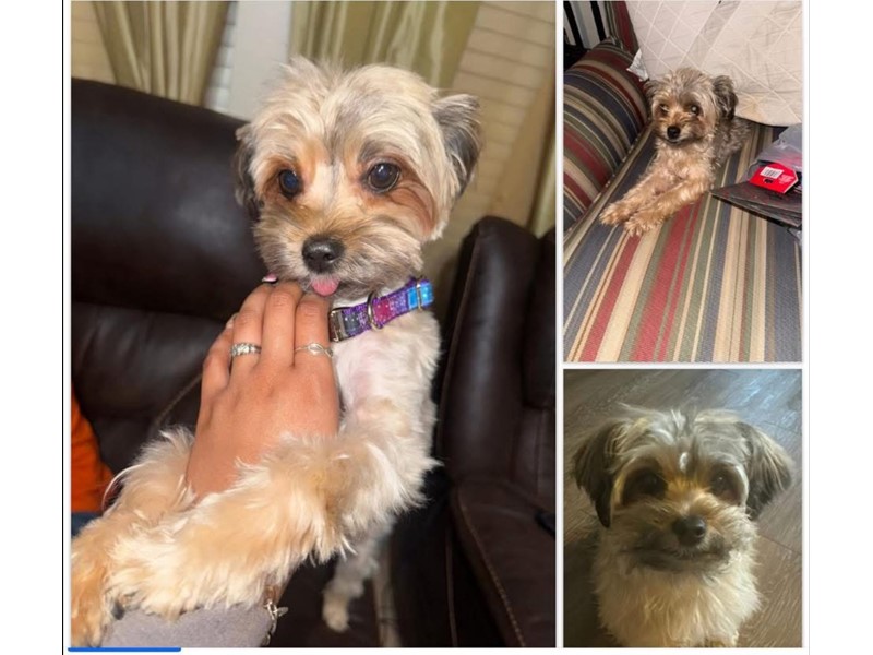 Pet Photo