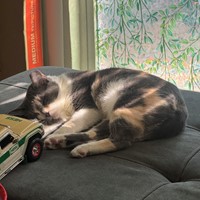 Lost Pet Image
