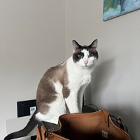 Lost Pet Image