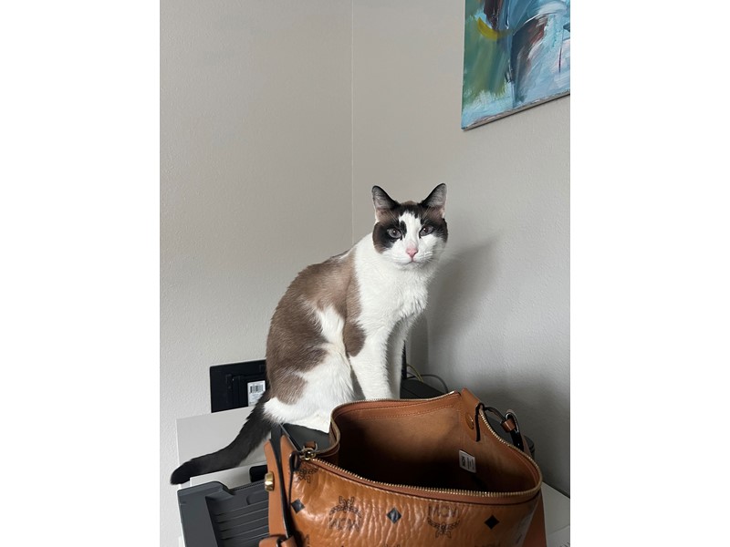 Pet Photo