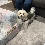 Gudy, Bichonpoo, lost pet near Aurora, CO