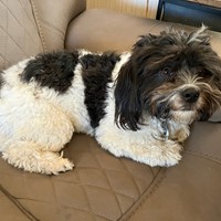 Lost Pet Image