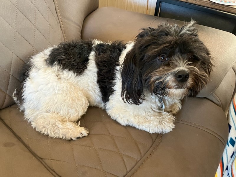 Pet Photo