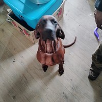 Lost Pet Image