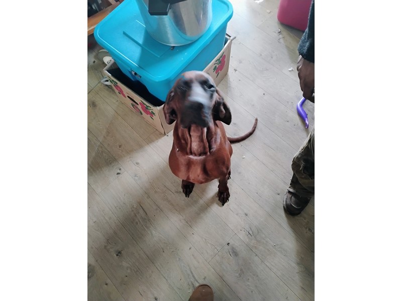 Pet Photo