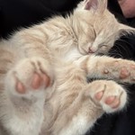 Massio, Domestic Medium Hair, lost pet near Winter Haven, FL