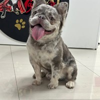 Lost Pet Image