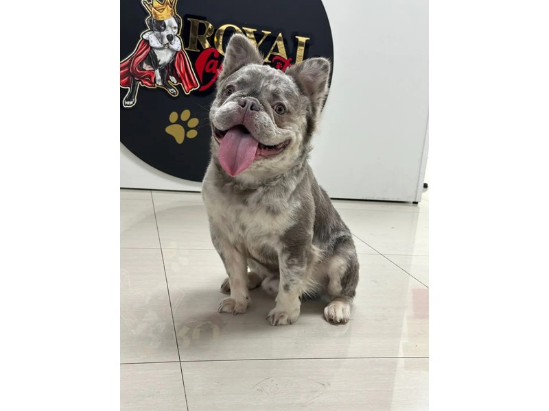 Pet Photo
