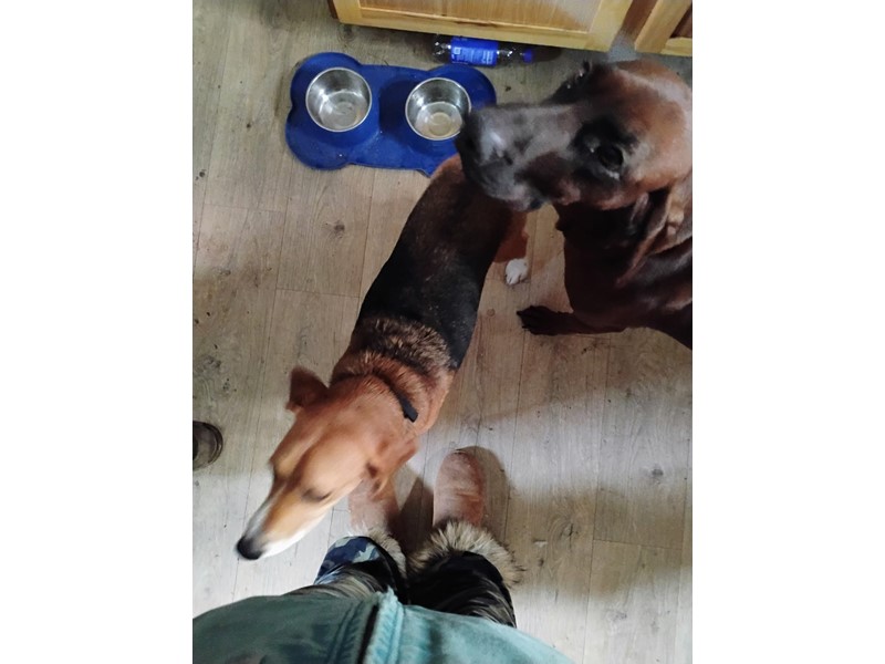 Pet Photo