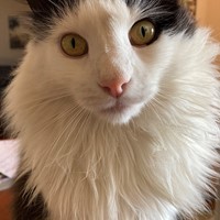 Lost Pet Image