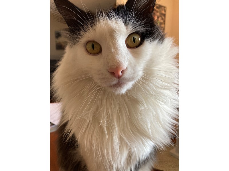 Pet Photo