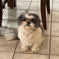 Lost Pet Image