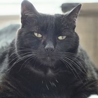 Lost Pet Image