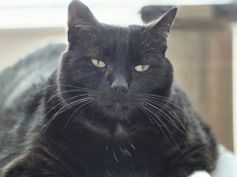 Pet Photo
