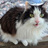 Lost Pet Image