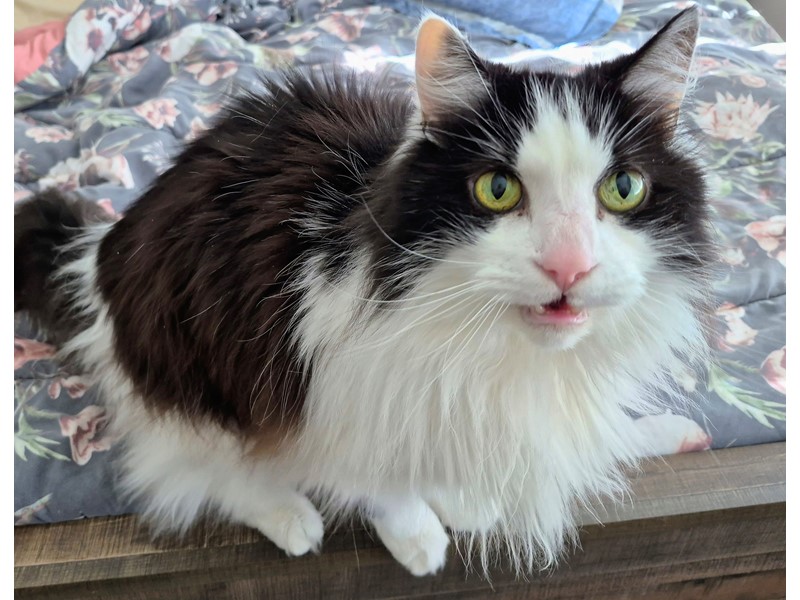 Pet Photo