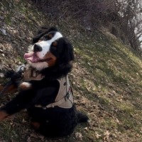 Lost Pet Image