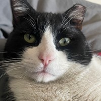 Lost Pet Image