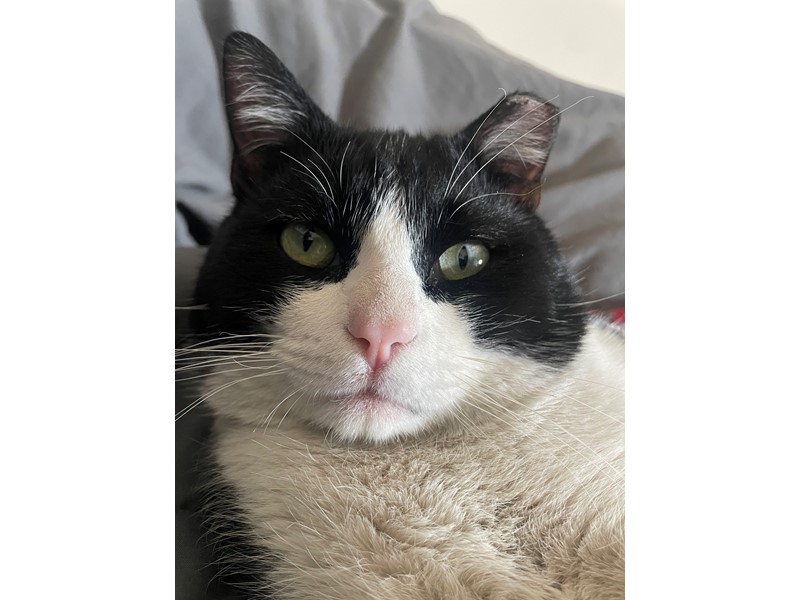 Pet Photo