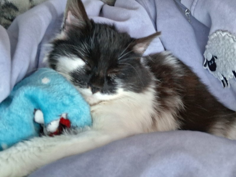 Pet Photo