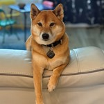 Kurama, Shiba Inu, lost pet near Pearland, TX
