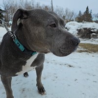 Lost Pet Image