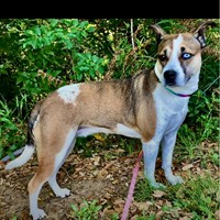 Lost Pet Image