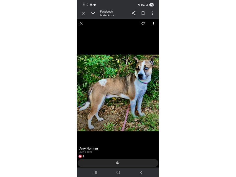 Pet Photo