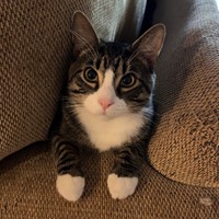 Lost Pet Image