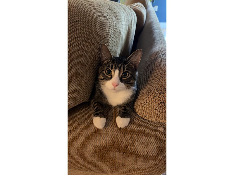 Pet Photo
