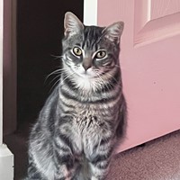 Lost Pet Image