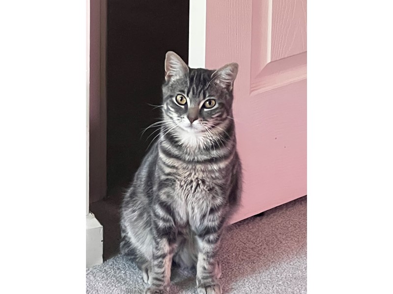 Pet Photo
