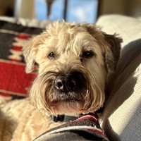 Lost Pet Image