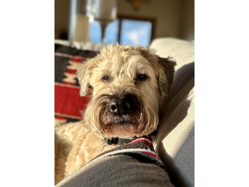Pet Photo