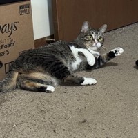 Lost Pet Image