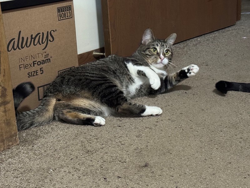 Pet Photo