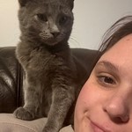 Clover, Domestic Short Hair, lost pet near Seville, OH