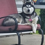 Mya Burris, Siberian Husky, lost pet near Brownsburg, IN