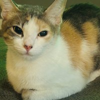 Lost Pet Image