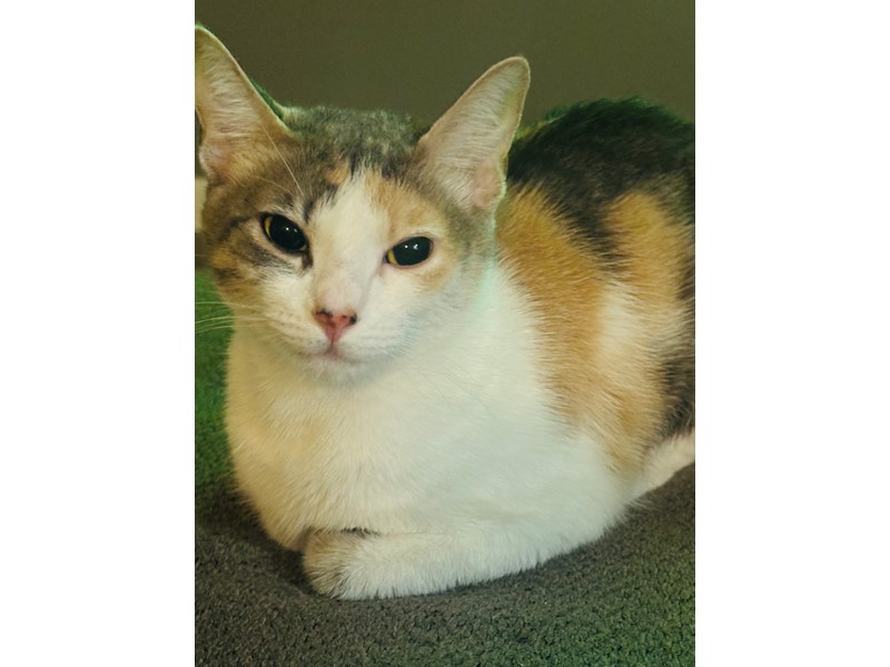 Pet Photo