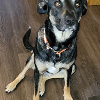 Lost Pet Image